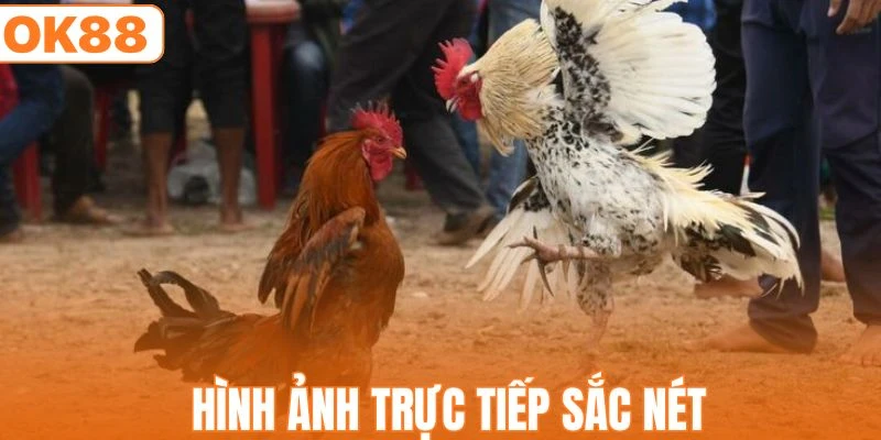 Tường thuật trực tiếp các màn so kè quyết liệt